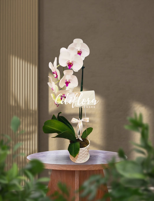 MD-Phalaenopsis