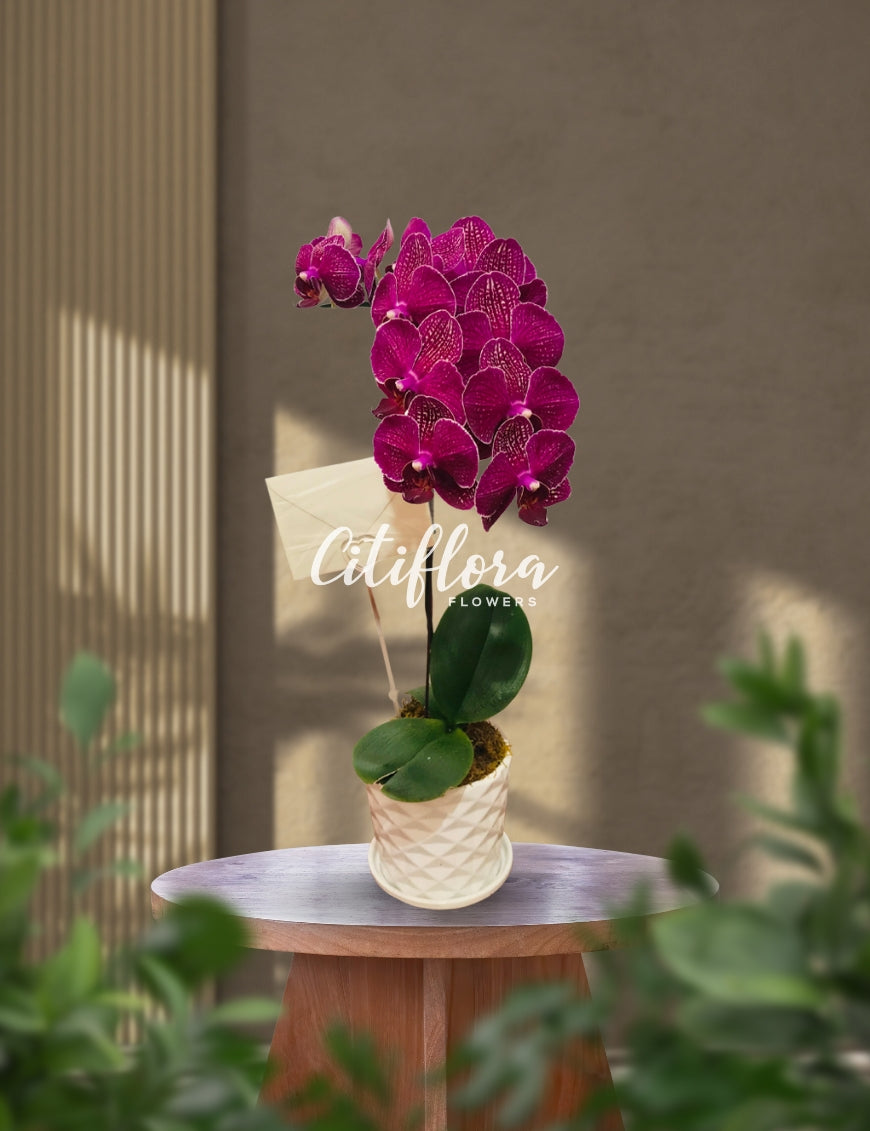 Phalaenopsis