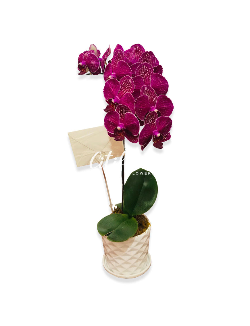 Phalaenopsis
