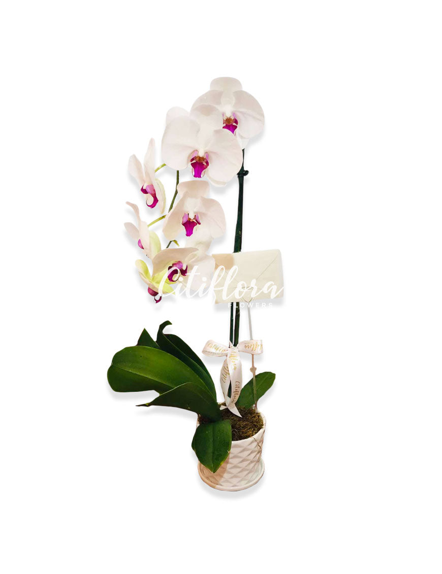 Phalaenopsis